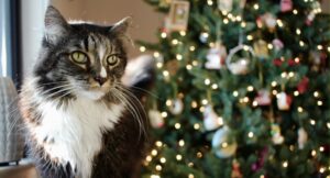 cat sitting in front of a christmas tree