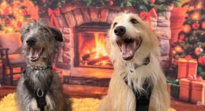 dogs, belle and archie, sitting in front of a festive fireplace backgrounds