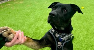 Niall giving a handshake to a member of staff