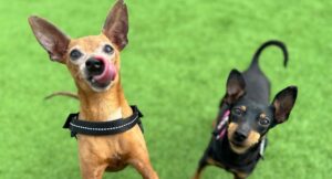 Bonnie and Coco smiling at the camera