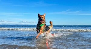 German Shepherd splashing on Portobello Beach