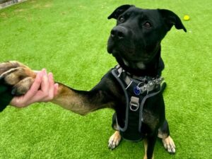 Niall shaking hands with a member of staff