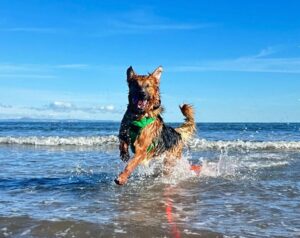 German Shepherd splashing on Portobello Beach