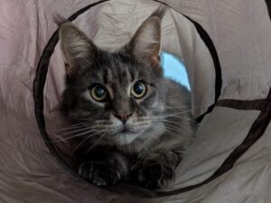 Juno in her tunnel looking at the camera