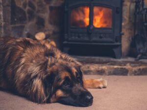 dog lying in front of a fireplace