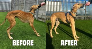 On the left, side view of Boston showing how skinny he was, his ribs are showing, text says: BEFORE On the right, side view of Boston showing that he's now a healthy weight, text says: AFTER