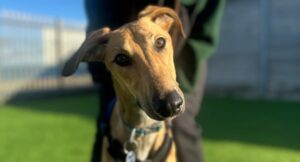 Close up of Boston cocking his head at the camera outside in the paddock