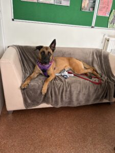 Ferry, a 1 year old female Belgian Malinois available for adoption from Edinburgh Dog and Cat Home in Scotland