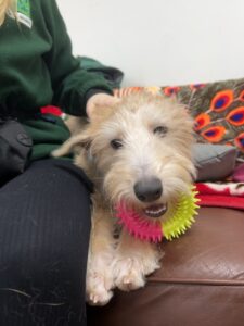 Cinnamon, a 7 months old female Lurcher available for adoption from Edinburgh Dog and Cat Home in Scotland