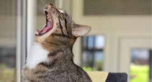 yawning cat