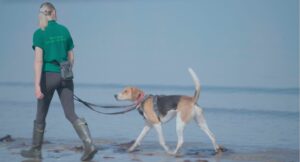 member of staff and dog walking along the beach