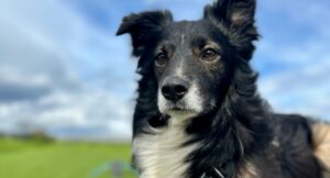 Border collie sitting in the sun