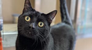 Black cat looking at the camera