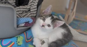 kitten looking at the camera