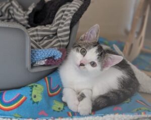 kitten looking at camera