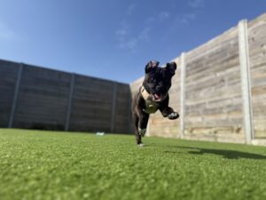 Ozzy, a 6 months old male Staffordshire Bull Terrier x Pug available for adoption from Edinburgh Dog and Cat Home in Edinburgh, Scotland