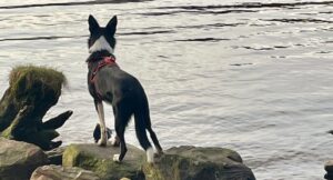 Haggis gazing out at the water