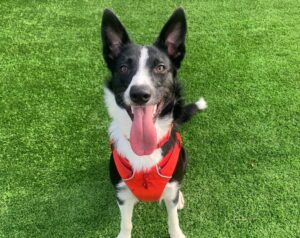 Haggis the collie looking at the camera