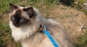 Koa on her lead