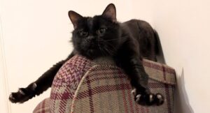 Renfield the cat stretched out on the back of an armchair