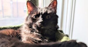 Renfield sunbathing in front of a window