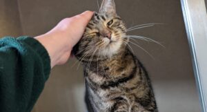 Jinxy the cat getting a head scratch