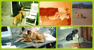 A selection of old photos of Sheila's dogs. Top left to right: Holly and Sheila on her graduation day, Sandy sleeping on the sofa, Holly on the beach. Bottom left to right: Holly on the beach, Sally on the sofa