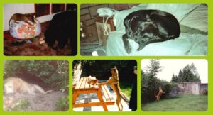 A selection of old photos of Sheila's dogs. Top left to right: Holly as a puppy with Sally, Sally sleeping on the sofa. Bottom left to right: Sandy sleeping in the garden, Holly looking at a chicken, Holly in the garden.