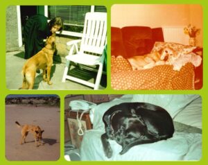 A selection of old photos of Sheila's dogs. Top left to right: Holly and Sheila on her graduation day, Sandy sleeping on the sofa. Bottom left to right: Holly on the beach, Sally sleeping on the sofa.