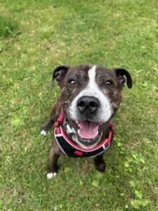 Dave, a 5 years old male Staffordshire Bull Terrier available for adoption from Edinburgh Dog and Cat Home in Scotland