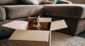 Helping your cat manage environment changes