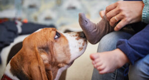 Dogs and growing families