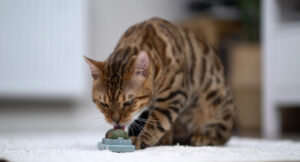 Enrichment for cats