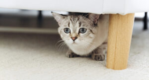 Helping your cat decompress