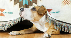 Helping your dog decompress