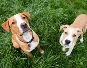 Introducing your dog to new pets