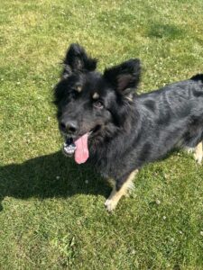 Sasha, a 4 years old female German Shepherd available for adoption from Edinburgh Dog and Cat Home in Scotland