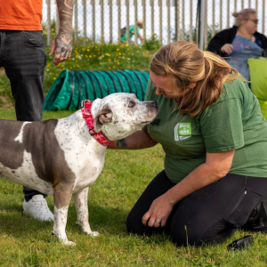 Member of EDCH staff kneeling and cuddling a dog at Community Day