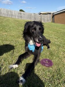 Vinnie, a 6 years old male Saluki available for adoption from Edinburgh Dog and Cat Home in Scotland