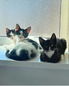 three black and white kittens cuddles together on a windowsill