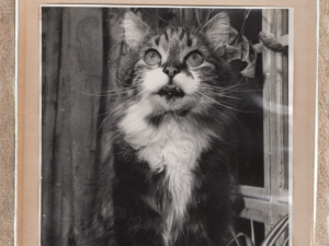 old black and white picture of a cat