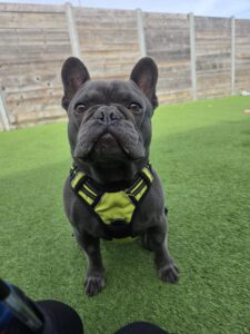 Gus, a 6 years old male French Bulldog available for adoption from Edinburgh Dog and Cat Home in Scotland