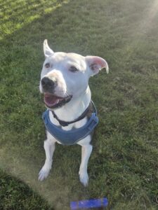 Jax, a 3 years old male Staffordshire Bull Terrier X available for adoption from Edinburgh Dog and Cat Home in Scotland