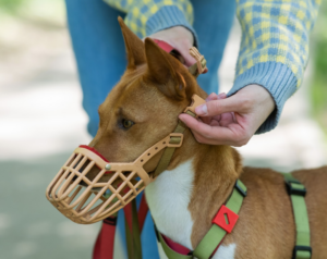 Woman clipping basket muzzle on to orange dog.
