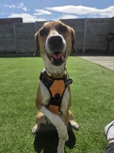 Lola, a 5 years old female Lurcher available for adoption from Edinburgh Dog and Cat Home in Scotland