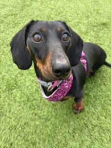 Maggie, a 1 year old female Dachshund available for adoption from Edinburgh Dog and Cat Home in Scotland