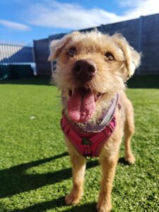 Nala, a 3 years old female Lakeland Terrier available for adoption from Edinburgh Dog and Cat Home in Scotland
