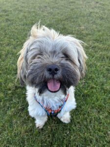 Obi, a 1 year old male Shih Tzu available for adoption from Edinburgh Dog and Cat Home in Scotland