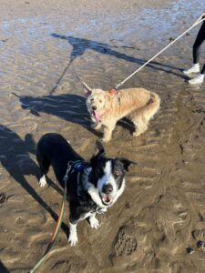 Orko, a 4 years old male Labrador available for adoption from Edinburgh Dog and Cat Home in Scotland