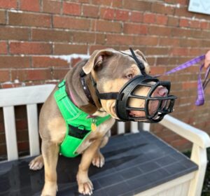 Dog wearing basket style muzzle, sitting on bench